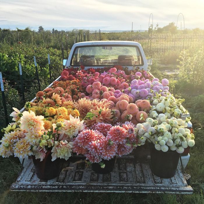 floret flowers van flowers image